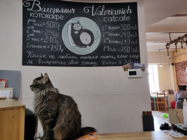 保護猫カフェの料金制度